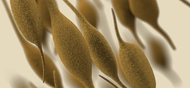 This illustration depicted a three-dimensional (3D), computer-generated image, of a group of Mycoplasma pneumoniae, bacteria.