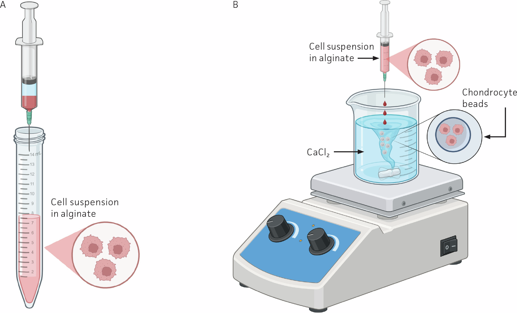 Diagram showing preparation of chondrocyte beads using alginate encapsulation: (A) cells suspended in alginate solution inside a syringe, and (B) cell suspension released dropwise into a CaCl₂ solution to form chondrocyte beads.