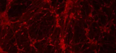Red neural progenitor stem cells.