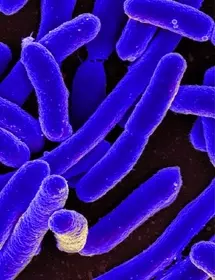 Blueish purple rods of Escherichia coli bacteria.
