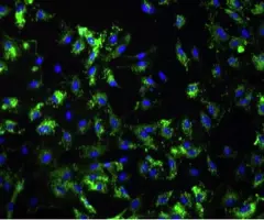 Primary Dermal Microvascular Endothelial Cells.