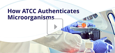 Video titled 'How ATCC Authenticates Microorganisms' showing a lab technician working with a microscope and culture vessels.