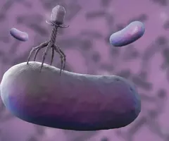 Gray six-legged bacteriophage flanked by two purple, floating rods.