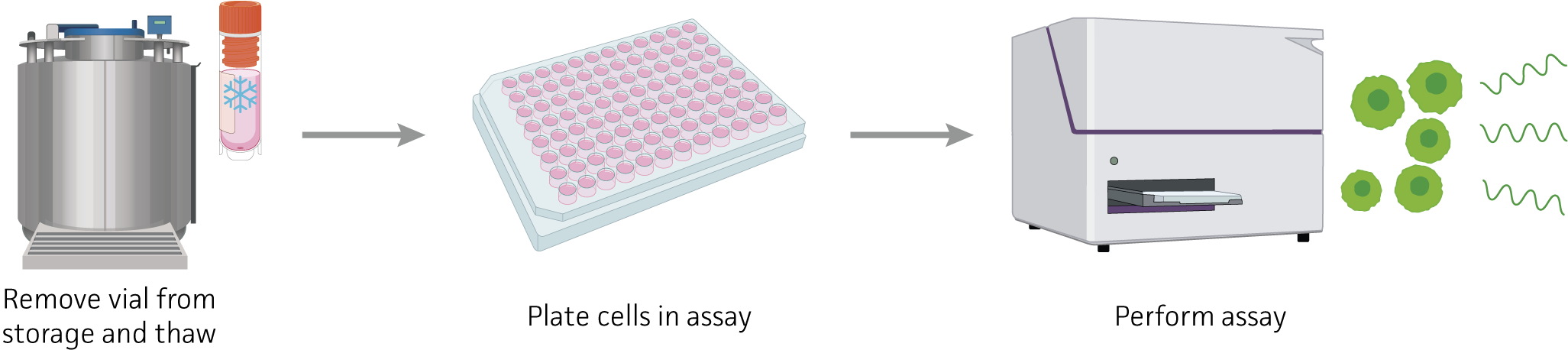 Duchess Assay Ready Cells Workflow