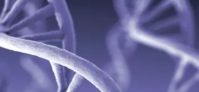 Light purple DNA strand.