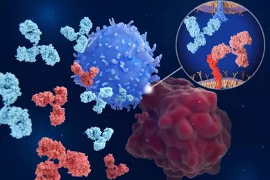 Immune checkpoint inhibitors: Interaction between PD-1 (blue) on a T-cell and PD-L1 (red) on a cancer cell blocked by therapeutic antibodies