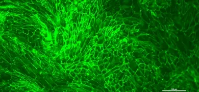 Fluorescent microscopy image showing green hTERT renal proximal tubular epithelial cells arranged in a dense, interconnected pattern with visible cell boundaries.