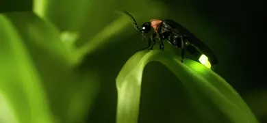 Closeup of a black and red firefly showing his light while standing on a green leaf.