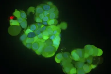 microphysiological systems green clusters