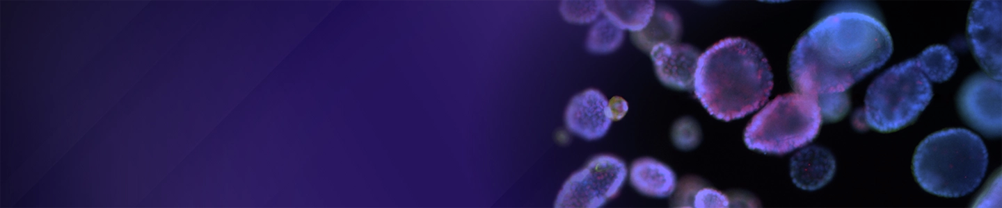 A banner image shows multiple spherical organoid structures with soft blue outer edges and pink‑purple interiors, clustered together on the right against a dark black background, set beside a purple gradient background on the left.