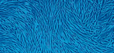 Long, strands of fluorescent blue skin dermal fibroblast cells.