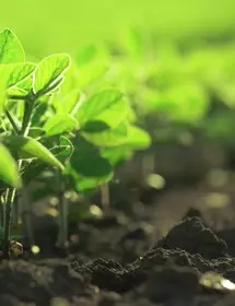 Row of bright, green soybean plants with small leaves in a row, some out of focus.