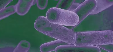 Purple and green floating rods of bacteria.