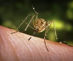 Closeup of Culex tarsalis mosquito biting skin.