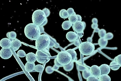 3D illustration of Candida fungi