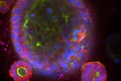 microphysiological systems, purple and green cluster