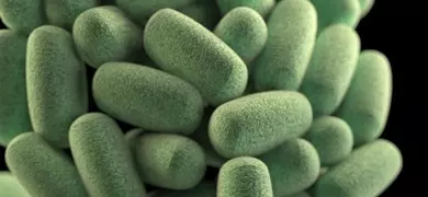 A cluster of green, rod-shaped clostridium bacteria.