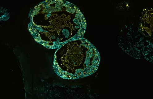 Green ECAD organoid cells.