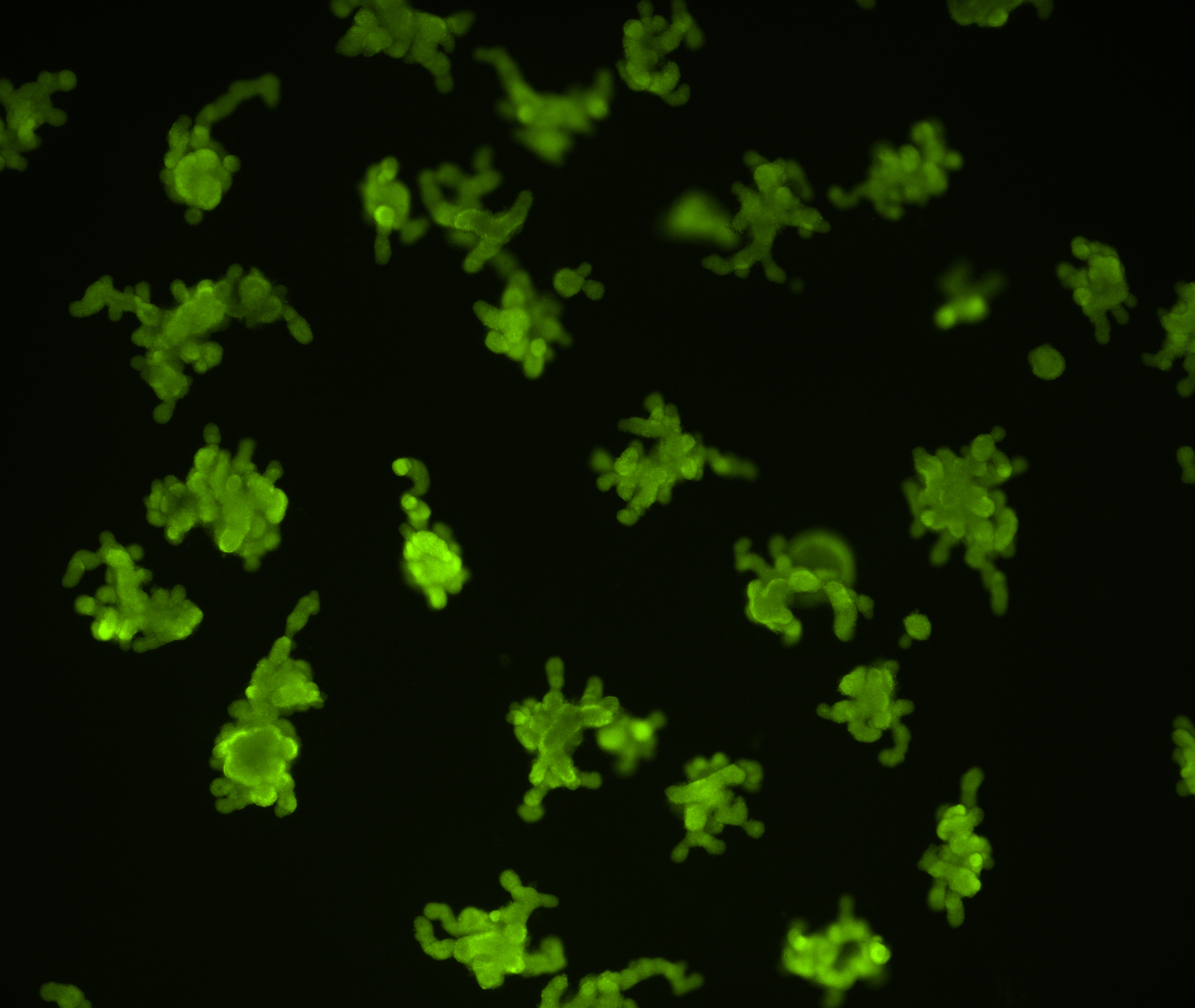 050316 - GFP organoids - Day 8 - P1 - B3_crop.jpg