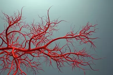 vascular-system veins full of blood iStock_000025923936_Full.jpg