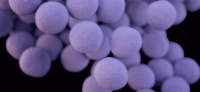 Round, floating, purple-blue balls of staphylococcus aureus bacteria.