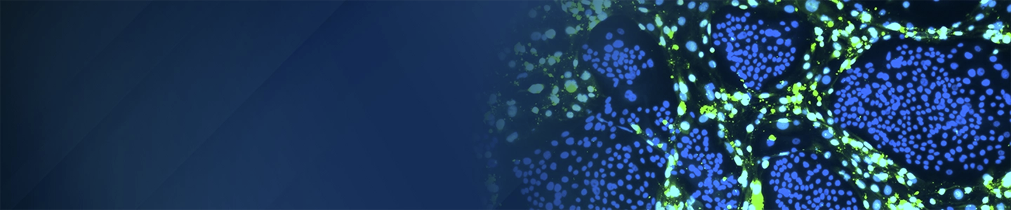 A banner image shows clustered spherical cell structures with bright blue nuclei and green filamentous networks forming interconnected shapes on the right side, set against a dark blue gradient background on the left.