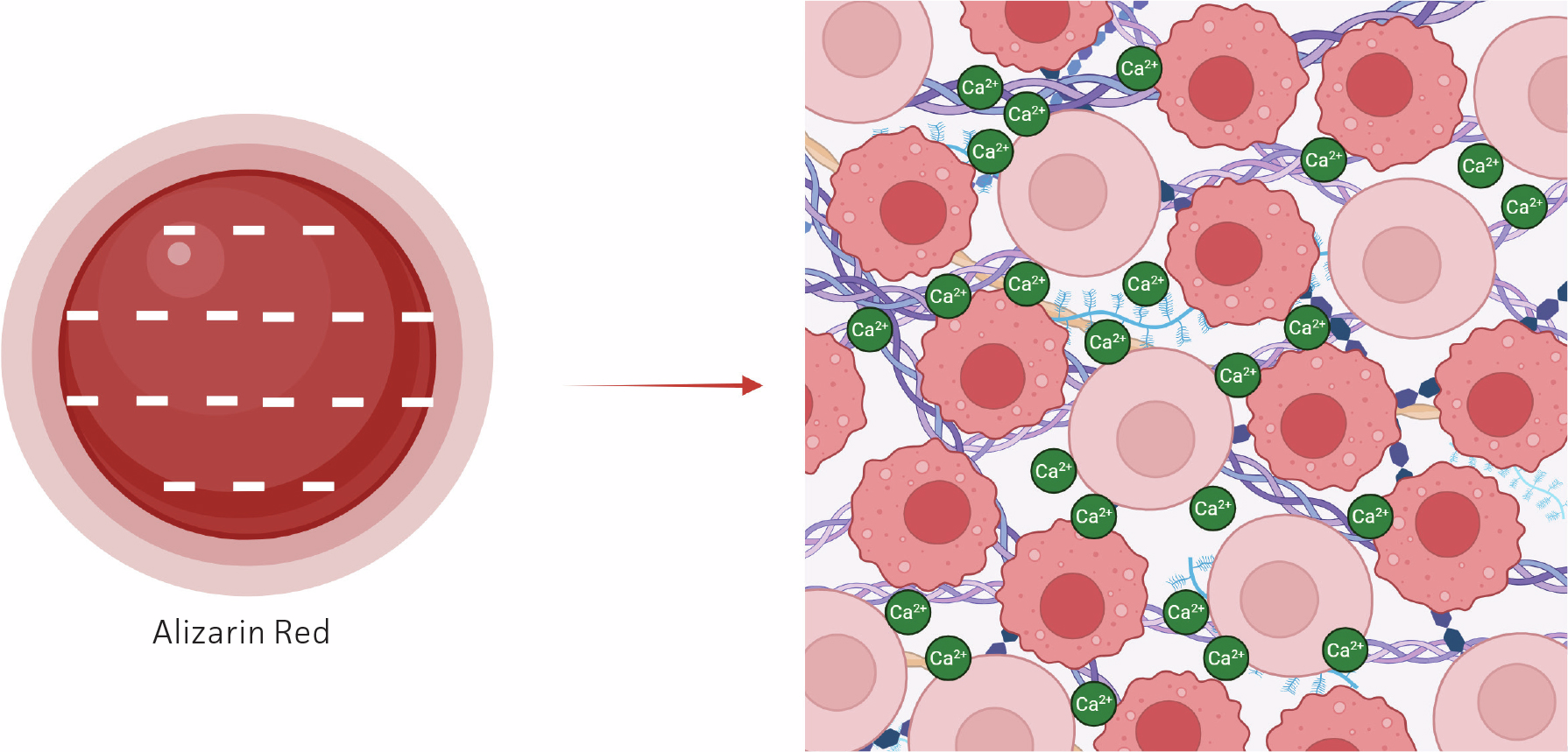 Diagram illustrating Alizarin Red staining of calcium deposits during osteogenic differentiation, showing a red circle representing the dye on the left and a matrix of pink cells with green calcium ions on the right.