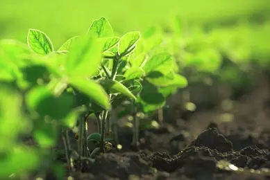 Row of bright, green soybean plants with small leaves in a row, some out of focus.