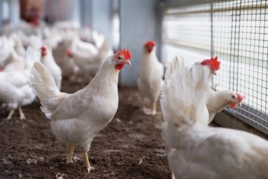 White chickens standing on dirt inside an enclosed poultry area with wire fencing.