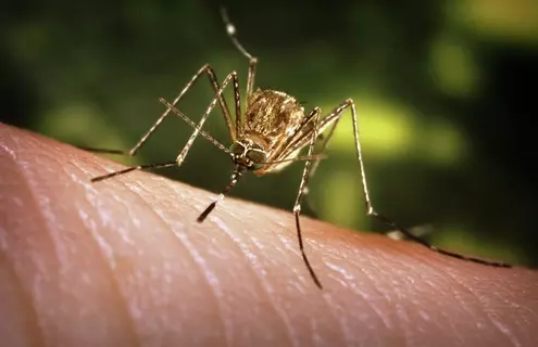 Closeup of Culex tarsalis mosquito biting skin.