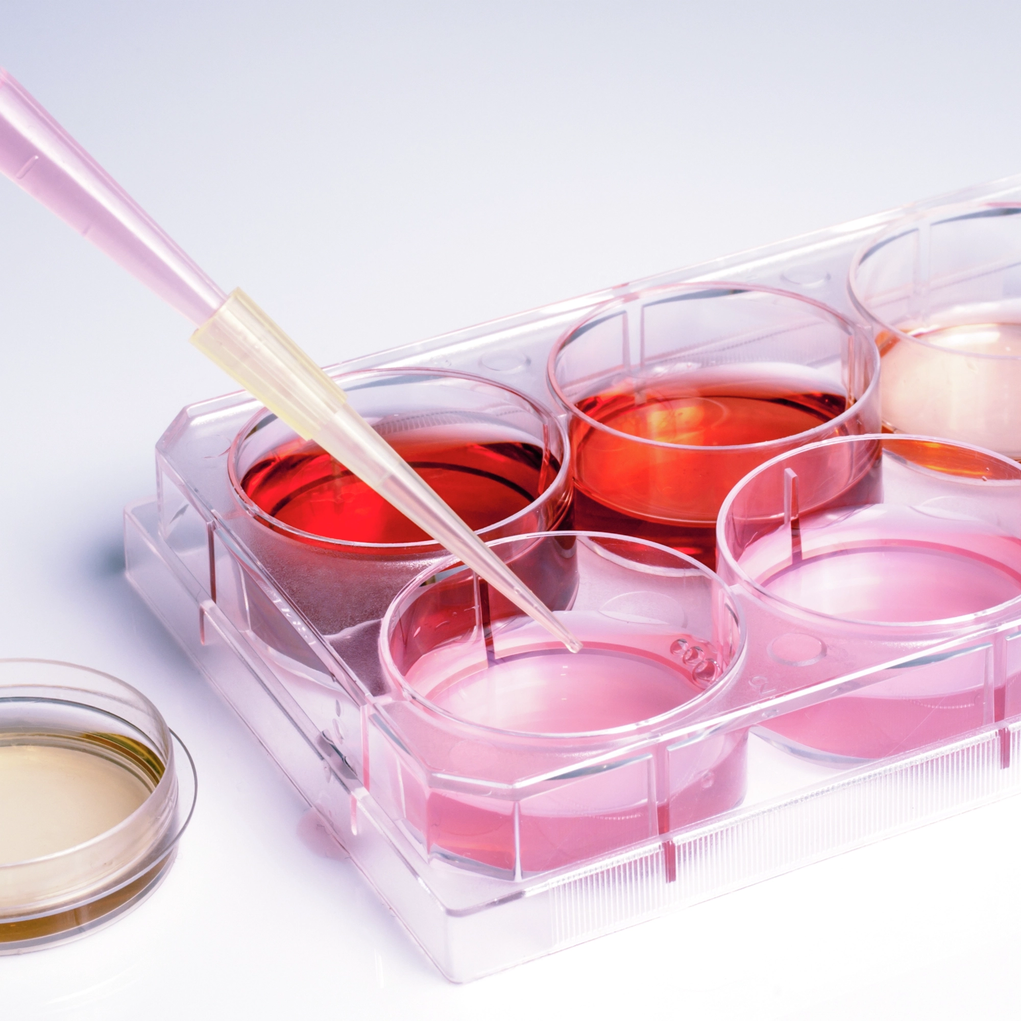 Pipette containing pink media above culture wells containing media of various colors.