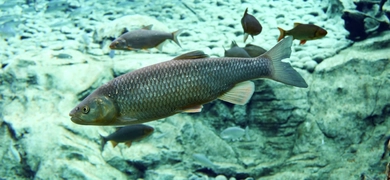 Closeup of a salmon swimming under water.