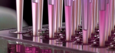 Close-up view of multiple pipette tips dispensing pink liquid into a clear multi-well plate in a laboratory setting.