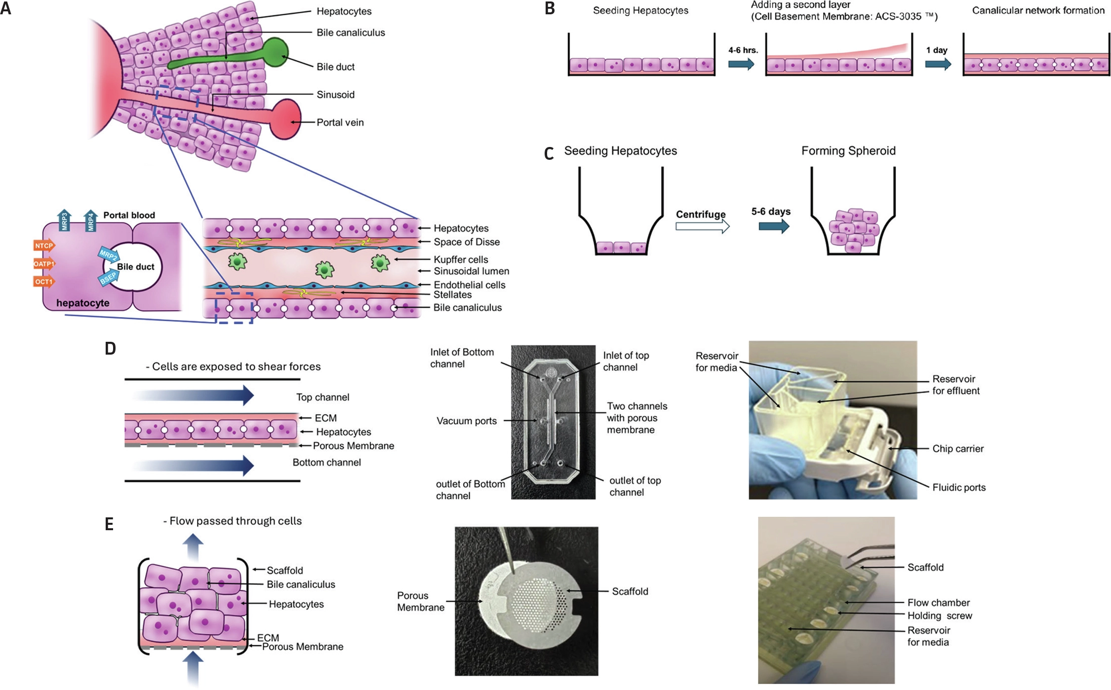 Figure illustrating five hepatocyte culture formats: (A) liver tissue atlas showing hepatic cell organization, (B) 2-D sandwich culture with hepatocytes between extracellular matrix layers, (C) 3-D spheroid culture forming cell aggregates, (D) flat-bed fluidic system with bidirectional flow and media reservoirs, and (E) 3-D meshed-bed fluidic system with porous membrane and scaffold for tissue-like organization.