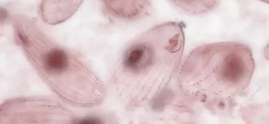 Pink, transparent, drop-shaped Tetrahymena eukaryotes with blurry dark pink spots.