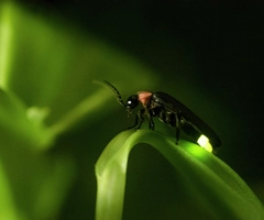 Closeup of a black and red firefly showing his light while standing on a green leaf.
