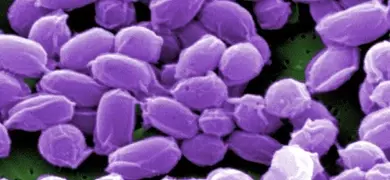 Purple, rod-shaped bacillus anthracsis.