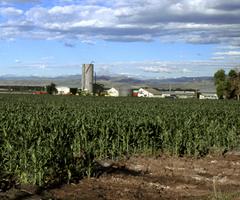 Cornfield with a silo and farm buildings and equipment.