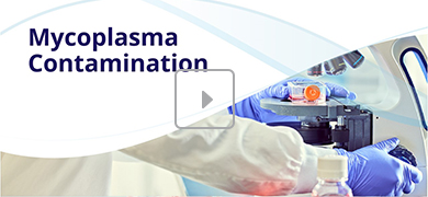 A laboratory scene focused on "Mycoplasma Contamination," showing a gloved person using a microscope with lab equipment in the background. The text "Mycoplasma Contamination" appears prominently on the left.