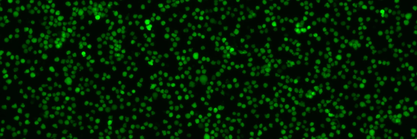 CRL-3580-GFP-Luc2