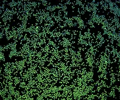 Green K562-GFP with nuclear stain.