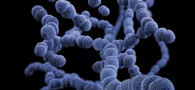 Several floating strings of purple drug-resistant Streptococcus pneumoniae spheres.