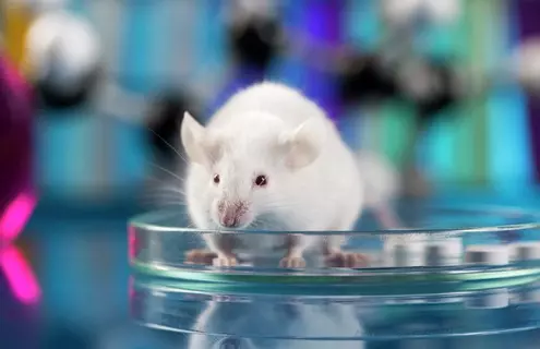 Closeup of a plump, white mouse in a petri dish with a blurred, colorful background.