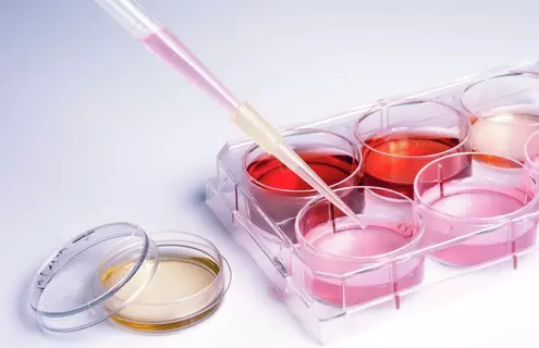 Pipette containing pink media above culture wells containing media of various colors.