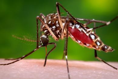 Female, Aedes aegypti mosquito, from a left lateral perspective, while she was in the process of acquiring a blood meal from her human host