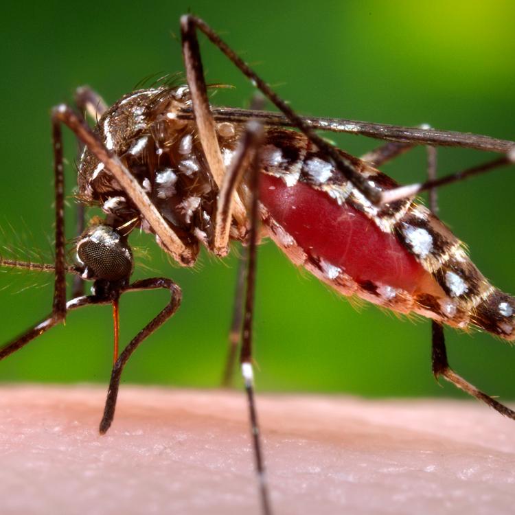 Female, Aedes aegypti mosquito, from a left lateral perspective, while she was in the process of acquiring a blood meal from her human host