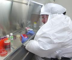 Scientist in BSL 3 suit streaking bacterial plates in vent hood